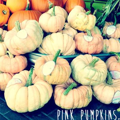 pink pumpkins