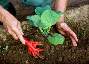 person planting with regrow compost from newport ave market